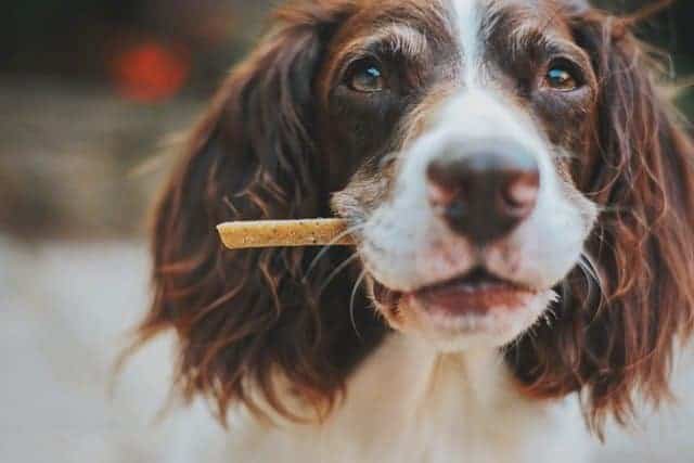 Pet food