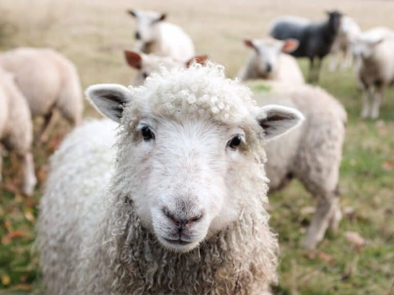 what is animal sentience