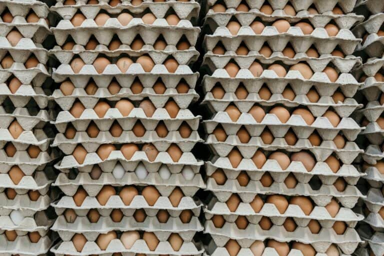 can a vegan eat eggs
