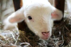 How can we help animals