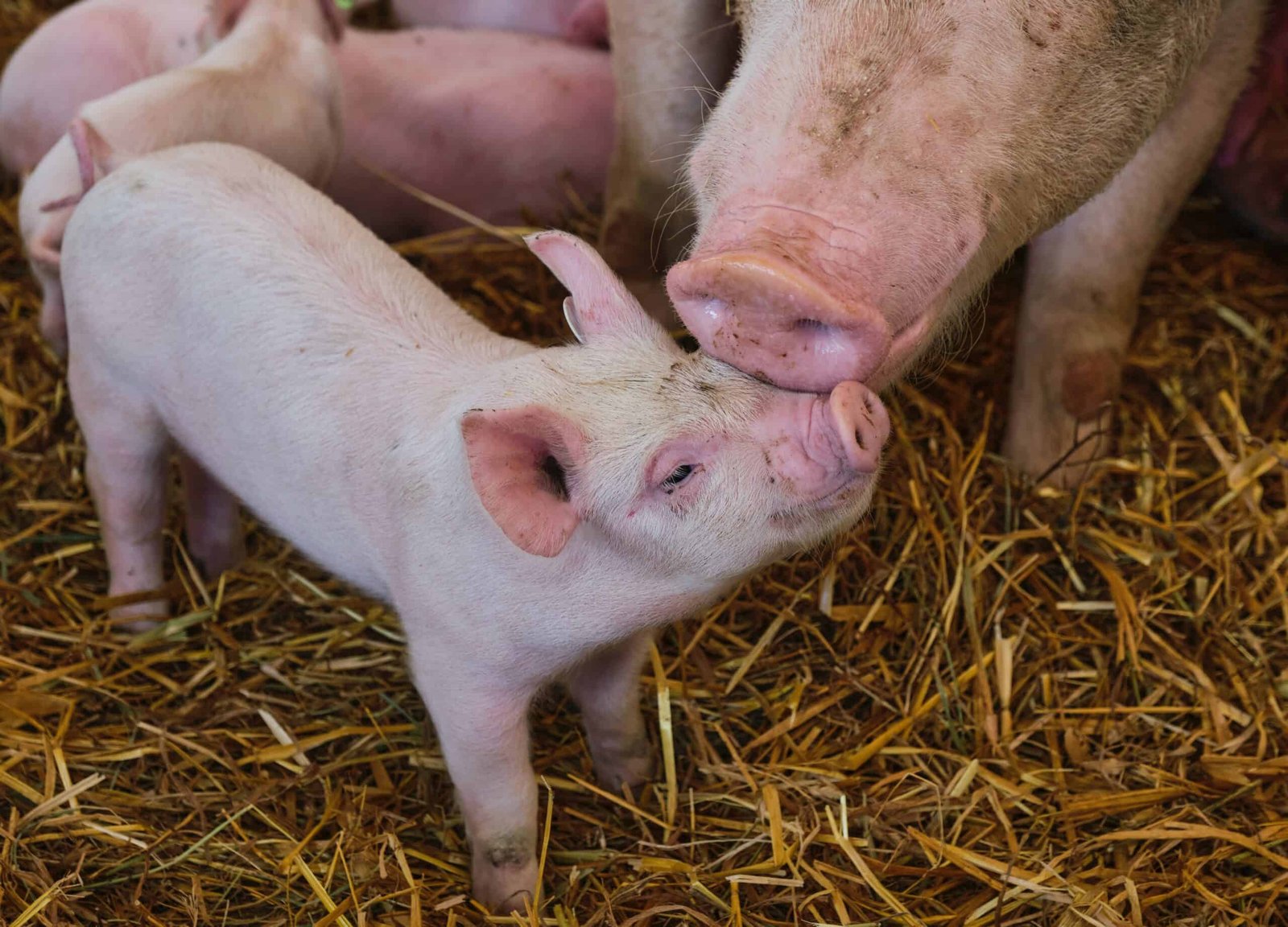 How to help animals