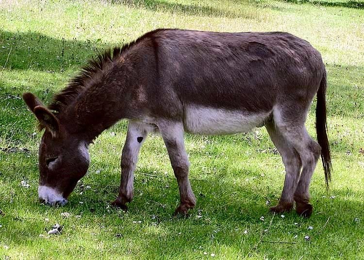 Donkey like the ones at Hillside Animal Sanctuary