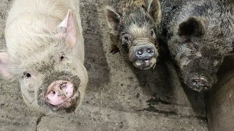 little pigs at home animal sanctuary
