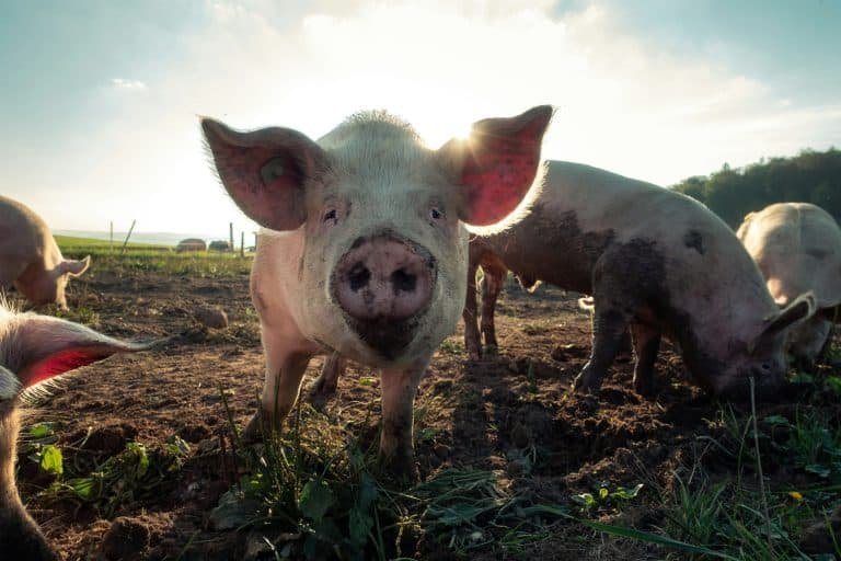 are pigs intelligent
